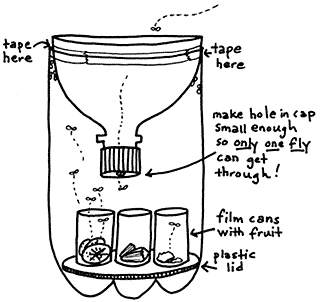 How to Make a Fly Trap From an Empty Soda Bottle