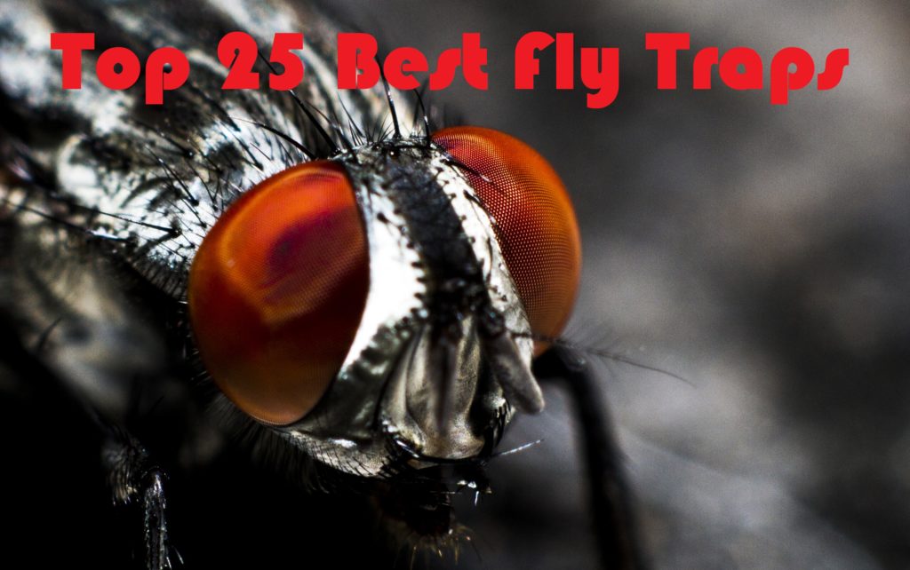 top rated fly traps
