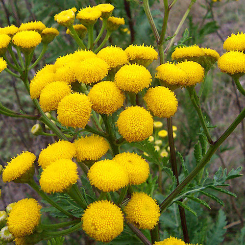 Tansy Fly Repellent